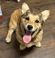 Oakley, a female Pembroke Welsh Corgi and Golden Retriever for sale in Waskom, TX – 5 of 10