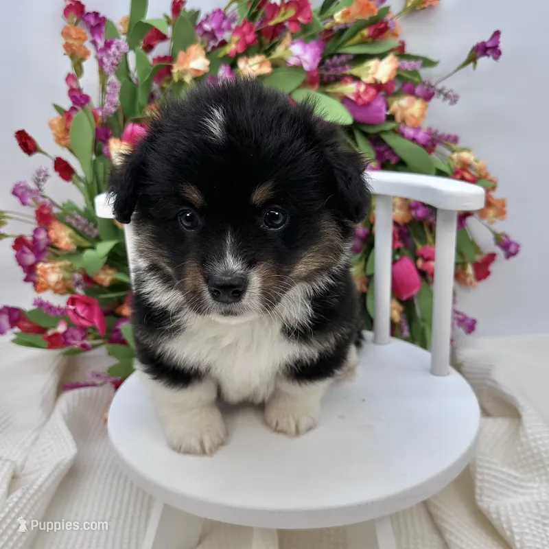 Briar- fluffy coat – Pembroke Welsh Corgi puppy for sale in Waskom, TX