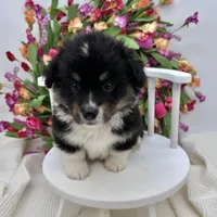Briar- fluffy coat, a male Pembroke Welsh Corgi for sale in Waskom, TX – 1 of 8