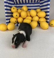 Blizzard , a male Cardigan Welsh Corgi and Pembroke Welsh Corgi for sale in Waskom, TX – 3 of 5
