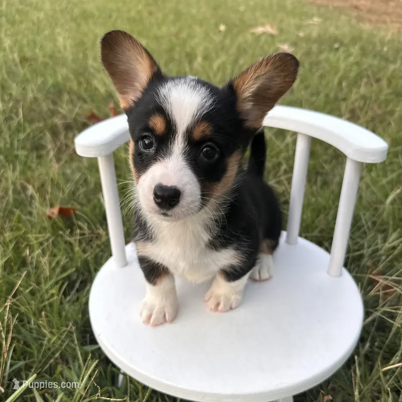 Icee – Cardigan Welsh Corgi, Pembroke Welsh Corgi puppy for sale in Waskom, TX