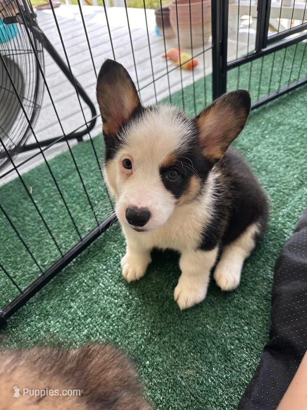 Brooks – Cardigan Welsh Corgi, Pembroke Welsh Corgi puppy for sale in Waskom, TX