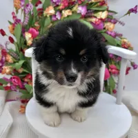 Briar- fluffy coat, a male Pembroke Welsh Corgi for sale in Waskom, TX – 2 of 8