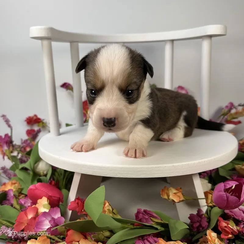 Gelato – Cardigan Welsh Corgi, Pembroke Welsh Corgi puppy for sale in Waskom, TX