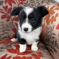 Slushie- fluffy, a female Cardigan Welsh Corgi and Pembroke Welsh Corgi for sale in Waskom, TX – 5 of 6