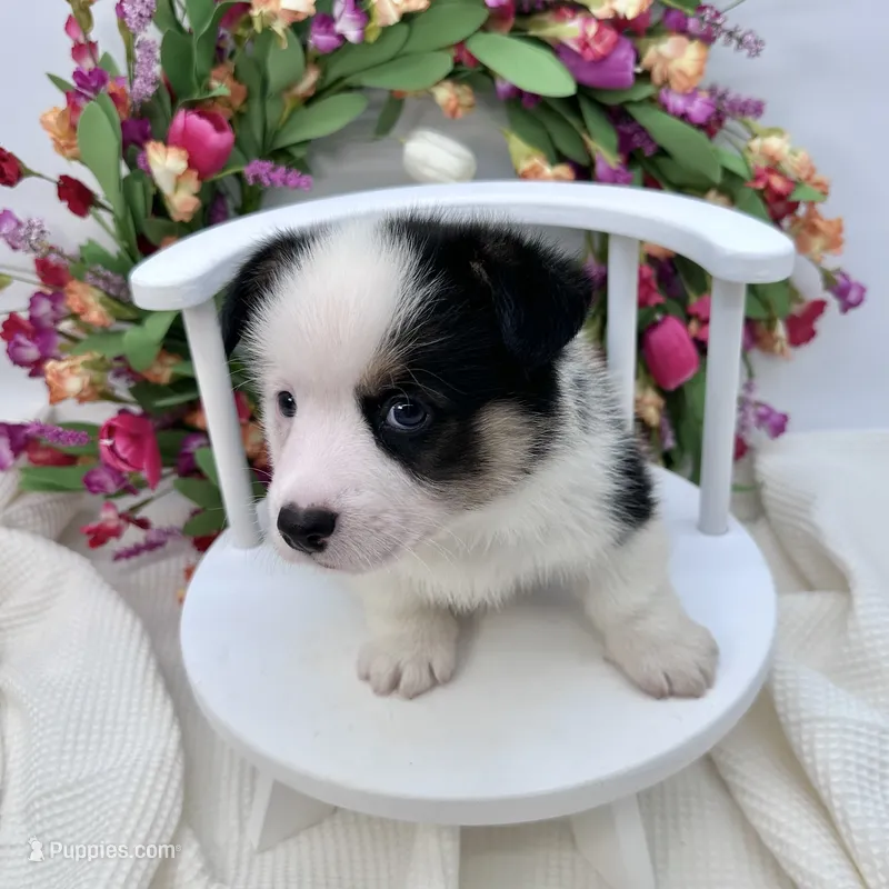 Brooks – Cardigan Welsh Corgi, Pembroke Welsh Corgi puppy for sale in Waskom, TX