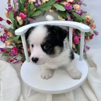 Brooks, a male Cardigan Welsh Corgi and Pembroke Welsh Corgi for sale in Waskom, TX – 1 of 8