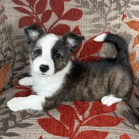 Fudgesicle , a female Cardigan Welsh Corgi and Pembroke Welsh Corgi for sale in Waskom, TX – 1 of 5