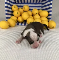 Gelato, a male Cardigan Welsh Corgi and Pembroke Welsh Corgi for sale in Waskom, TX – 4 of 4