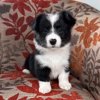 Slushie- fluffy, a female Cardigan Welsh Corgi and Pembroke Welsh Corgi for sale in Waskom, TX – 2 of 6