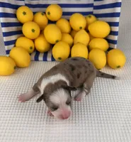 Creamsicle, a female Cardigan Welsh Corgi and Pembroke Welsh Corgi for sale in Waskom, TX – 3 of 6