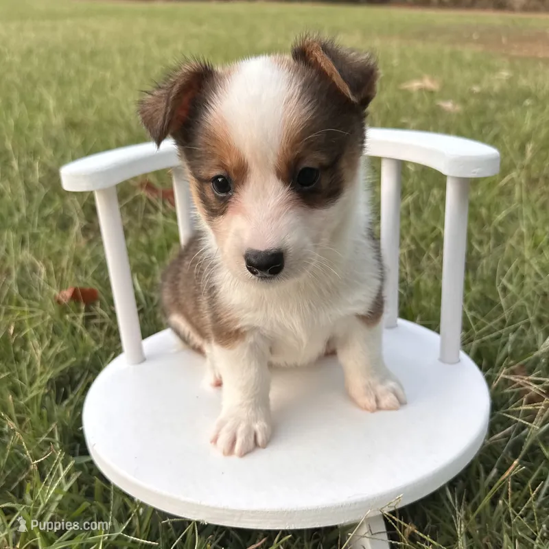 Gelato – Cardigan Welsh Corgi, Pembroke Welsh Corgi puppy for sale in Waskom, TX