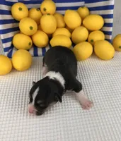 Blizzard , a male Cardigan Welsh Corgi and Pembroke Welsh Corgi for sale in Waskom, TX – 4 of 5