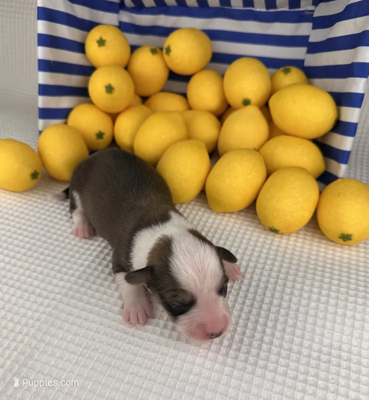 Gelato – Cardigan Welsh Corgi, Pembroke Welsh Corgi puppy for sale in Waskom, TX