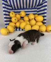 Fudgesicle , a female Cardigan Welsh Corgi and Pembroke Welsh Corgi for sale in Waskom, TX – 2 of 5