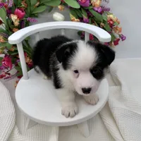 Brooks, a male Cardigan Welsh Corgi and Pembroke Welsh Corgi for sale in Waskom, TX – 4 of 8