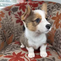 Gelato, a male Cardigan Welsh Corgi and Pembroke Welsh Corgi for sale in Waskom, TX – 2 of 5