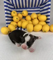Frosty, a male Cardigan Welsh Corgi and Pembroke Welsh Corgi for sale in Waskom, TX – 5 of 5