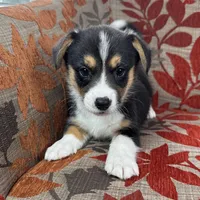 Blizzard , a male Cardigan Welsh Corgi and Pembroke Welsh Corgi for sale in Waskom, TX – 5 of 5
