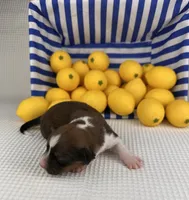 Sorbet- fluffy, a female Cardigan Welsh Corgi and Pembroke Welsh Corgi for sale in Waskom, TX – 3 of 5