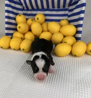 Icee, a female Cardigan Welsh Corgi and Pembroke Welsh Corgi for sale in Waskom, TX – 5 of 5