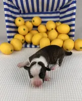 Fudgesicle , a female Cardigan Welsh Corgi and Pembroke Welsh Corgi for sale in Waskom, TX – 4 of 5