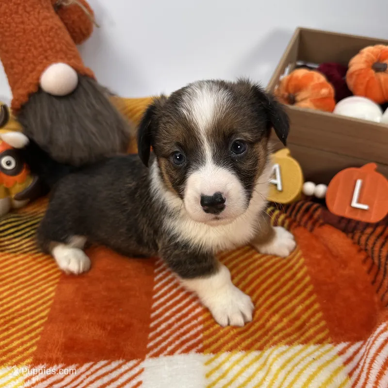 Frosty – Cardigan Welsh Corgi, Pembroke Welsh Corgi puppy for sale in Waskom, TX