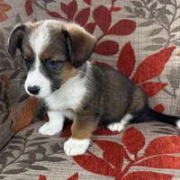 Frosty, a male Cardigan Welsh Corgi and Pembroke Welsh Corgi for sale in Waskom, TX – 4 of 5