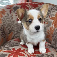 Gelato, a male Cardigan Welsh Corgi and Pembroke Welsh Corgi for sale in Waskom, TX – 5 of 5