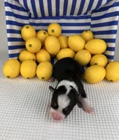 Icee, a female Cardigan Welsh Corgi and Pembroke Welsh Corgi for sale in Waskom, TX – 2 of 5