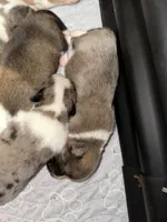 River, a male Cardigan Welsh Corgi and Pembroke Welsh Corgi for sale in Waskom, TX – 6 of 7