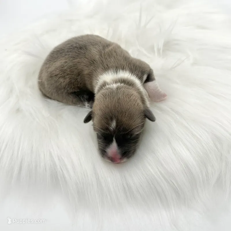 River – Cardigan Welsh Corgi, Pembroke Welsh Corgi puppy for sale in Waskom, TX