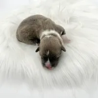 River, a male Cardigan Welsh Corgi and Pembroke Welsh Corgi for sale in Waskom, TX – Photo 1 of 4