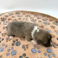 River, a male Cardigan Welsh Corgi and Pembroke Welsh Corgi for sale in Waskom, TX – 5 of 7