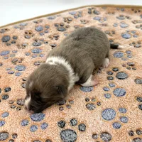River, a male Cardigan Welsh Corgi and Pembroke Welsh Corgi for sale in Waskom, TX – 3 of 7