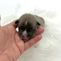 River, a male Cardigan Welsh Corgi and Pembroke Welsh Corgi for sale in Waskom, TX – Photo 3 of 4