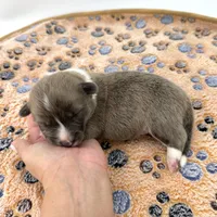 River, a male Cardigan Welsh Corgi and Pembroke Welsh Corgi for sale in Waskom, TX – 2 of 7