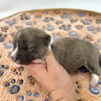 River, a male Cardigan Welsh Corgi and Pembroke Welsh Corgi for sale in Waskom, TX – 1 of 7