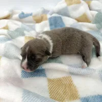 River, a male Cardigan Welsh Corgi and Pembroke Welsh Corgi for sale in Waskom, TX – 7 of 7