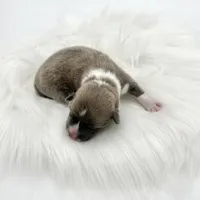 River, a male Cardigan Welsh Corgi and Pembroke Welsh Corgi for sale in Waskom, TX – Photo 4 of 4