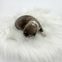 River, a male Cardigan Welsh Corgi and Pembroke Welsh Corgi for sale in Waskom, TX – Photo 2 of 4