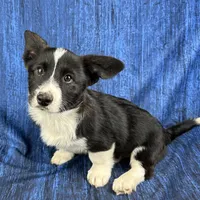 Blitzen, a male Cardigan Welsh Corgi and Pembroke Welsh Corgi for sale in Waskom, TX – Photo 4 of 5