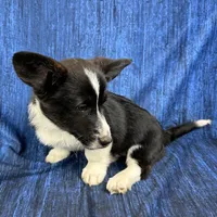 Blitzen, a male Cardigan Welsh Corgi and Pembroke Welsh Corgi for sale in Waskom, TX – Photo 5 of 5