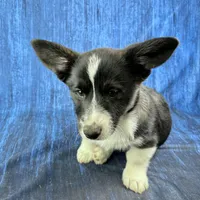 Blitzen, a male Cardigan Welsh Corgi and Pembroke Welsh Corgi for sale in Waskom, TX – Photo 3 of 5