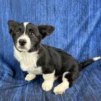 Blitzen, a male Cardigan Welsh Corgi and Pembroke Welsh Corgi for sale in Waskom, TX – Photo 1 of 5