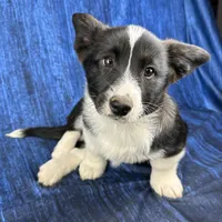 Blitzen, a male Cardigan Welsh Corgi and Pembroke Welsh Corgi for sale in Waskom, TX – Photo 2 of 5