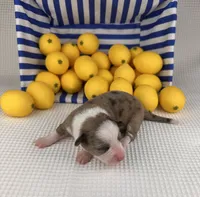 Creamsicle, a female Cardigan Welsh Corgi and Pembroke Welsh Corgi for sale in Waskom, TX – 2 of 6