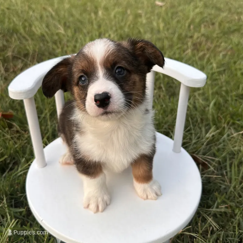 Frosty – Cardigan Welsh Corgi, Pembroke Welsh Corgi puppy for sale in Waskom, TX