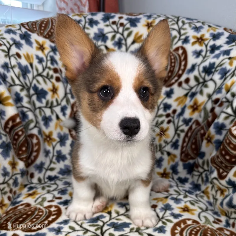 Gelato – Cardigan Welsh Corgi, Pembroke Welsh Corgi puppy for sale in Waskom, TX