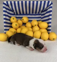 Gelato, a male Cardigan Welsh Corgi and Pembroke Welsh Corgi for sale in Waskom, TX – 2 of 4